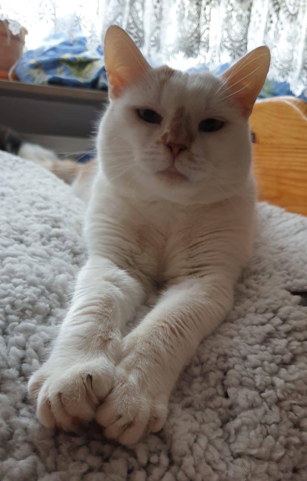Teddy ist ein wirklich niedlicher Kater